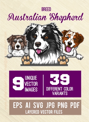 Australian Shepherd