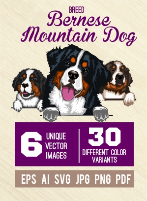 Bernese Mountain Dog