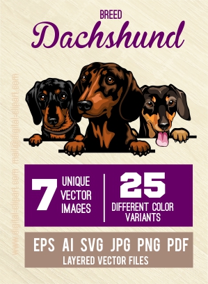  Dachshund